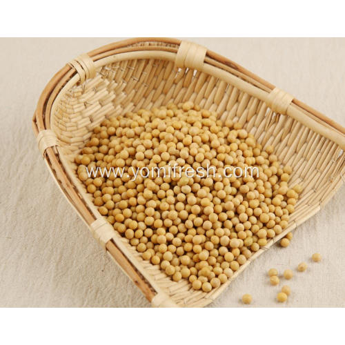 Soybean Seeds For Sale